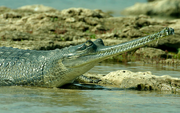 Golden Triangle With Chambal Safari Tour